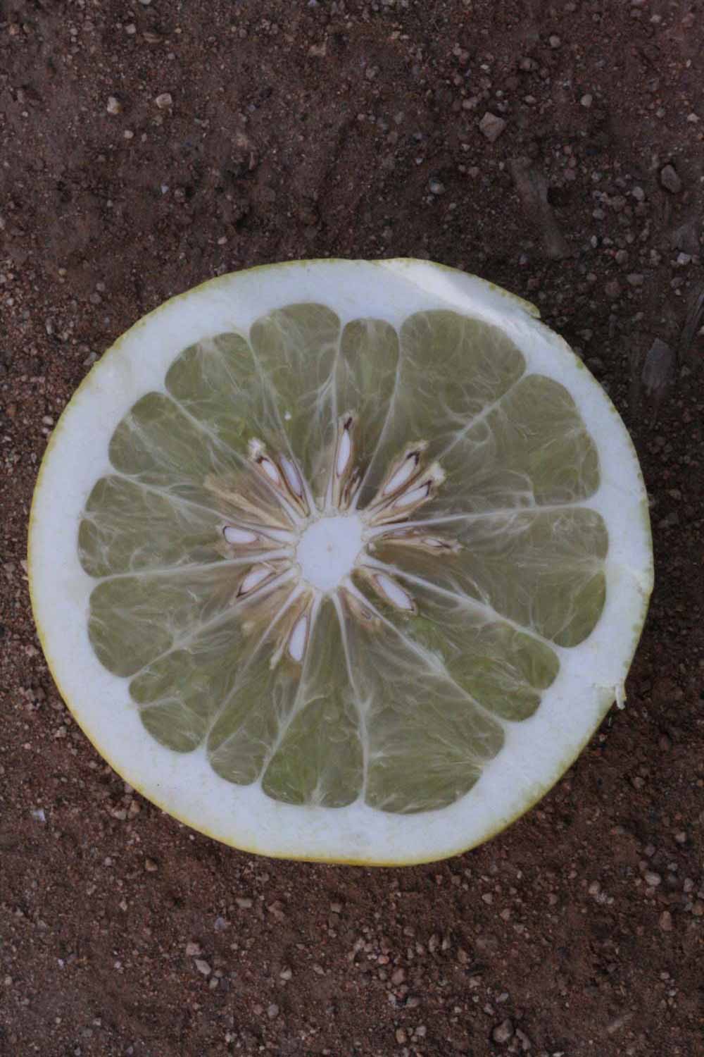            Fruit cross-section (Riverside, CA)   